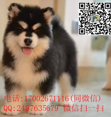 TB23SB1oa8lpuFjy0FpXXaGrpXa_!!3251845135_副本.jpg
