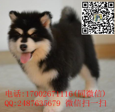 TB222Z9n9BjpuFjSsplXXa5MVXa_!!3251845135_副本.png