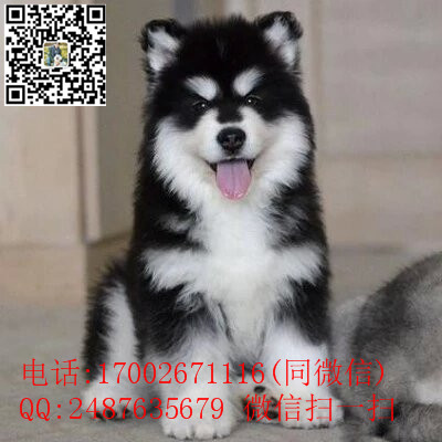 TB2o.lxogRkpuFjy1zeXXc.6FXa_!!3251845135_副本.jpg