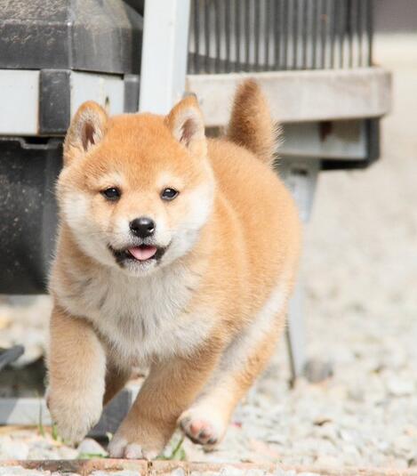 柴犬7.jpg
